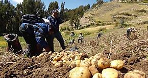 Apoyan la produccin de semilla de papa en La Comarca