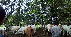 Salud Animal del MIDA hizo estudios en Bocas del Toro 