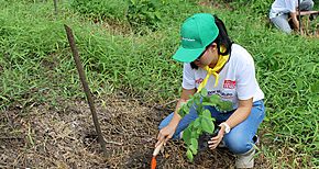 Voluntarios del Sistema CocaCola reforestan 15 hectreas en Coln 