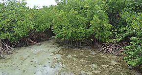 Instituto Smithsonian inaugura sendero del manglar en Panam