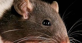 Reportar tres nuevos casos de fiebre por hantavirus en Los Santos