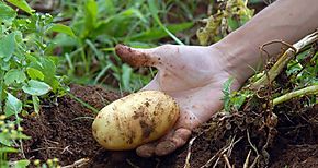 La UTTE sede Chiriqu da apertura a diplomado en Agricultura orgnica