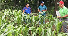 Supervisan cultivos de maz y capacitan a miembros de la Red Territorial de Lajas Adentro