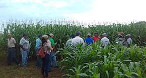 Productores chiricanos realizan gira tcnica campos de cultivo de maz en Los Santos 