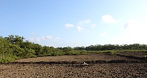 Restauran 30 ha de manglar en Chame como parte del proyecto de ampliacin de 8 carriles