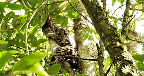 Biolgos de MiAMBIENTE reubican a la primera felino silvestre rescatada en Chiriqu en el 2019   