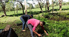 MIDA Los Santos incentiva a la reforestacin de los campos