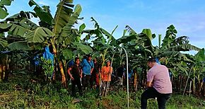 CSS isnpecciona empresas bananeras en Chiriquí y Bocas del Toro CSS isnpecciona empresas bananeras en Chiriquí y Bocas del Toro