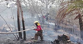 Alertan en COP 14 de la alta deforestacin en Amrica Latina y Caribe