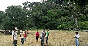 MIDA Cocl y Cobre Panam capacitan a productores en el cultivo de pltano