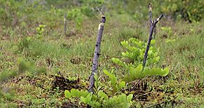 Regional de Herrera producir 60 mil plantones para el Plan de Reforestacin 2021