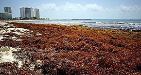 Sargazo las algas que vuelven marrn al agua turquesa del Caribe