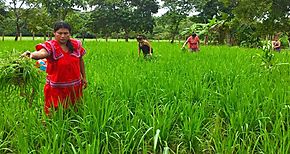 Defensora del Pueblo y autoridades de la Comarca Ngabe Bugl firman acuerdo para orientar en temas agrarios