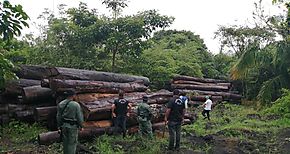 Exitoso Operativo interinstitucional halla tucas de madera de diferentes especies 