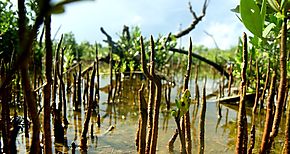 Laguna de San Flix es reforestada de mangle