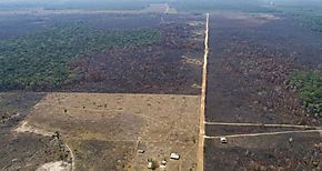 Amazonia brasilea registra mayor deforestacin en 11 aos