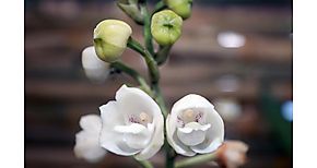 El Festival Nacional de la Flor del Espritu Santo es ley