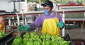 Panam trabajadores bananeros en huelga exigen aumento salarial