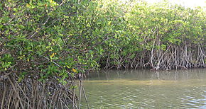 Da Internacional de la defensa del Ecosistema Manglar