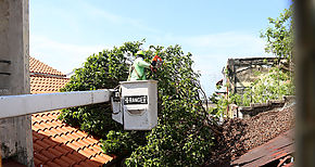 Retirarn partes de rbol que cay sobre el techo de un casern en San Felipe