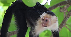 Monos usan piedras como herramientas en Coiba