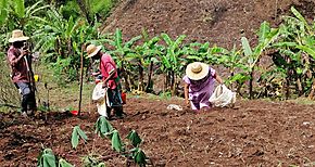 Ministerio de Desarrollo Social y FAO apoyan a familias productoras de la Comarca Ngbe Bugl