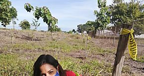 Ganadores de Reforesta lo tuyo