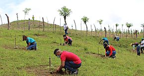 MiAMBIENTE se prepara para el cierre de Plan de Restauracin Forestal 2021 en Herrera