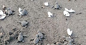 5000 nacimientos de tortugas lora en Playa la Marinera