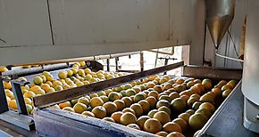 Cocl exportar naranja valencia hacia Isla Guadalupe