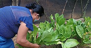 Trabajar la tierra garantiza la seguridad alimentaria en Cocl