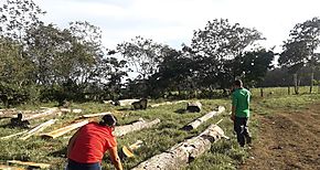 MiAMBIENTE Panam Este atiende denuncia sobre tala ilegal en el sector de Ro Chico Pacora