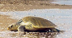 Arribada inusual de tortugas loras en Playa la Marinera de Los Santos sorprende a bilogos