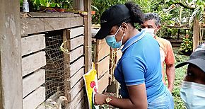 Resultado garantizado de la Inclusin Productiva en Bocas del Toro