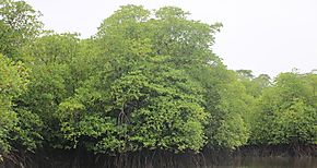 Estudio sobre el estado del rea de manglar contigua a la comunidad de La Playa Veraguas