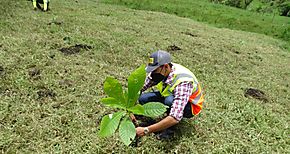 Inicia siembra de rboles como parte del Plan de Mitigacin Ambiental de proyecto vial en Chiriqu