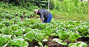 Mujeres de coclesanas desarrollan proyecto de agricultura orgnica 