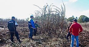 Mitradel realiza recorrido de prevencin para erradicar el trabajo infantil en fincas de caa