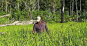 Preocupacin entre productores de arroz de la provincia de Veraguas