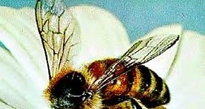 Da Mundial de las Abejas