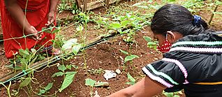 FAO reitera llamado a detener la prdida de biodiversidad