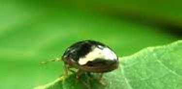 Los insectos la comida que resolver el problema del dficit de alimentos