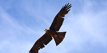 Cambios en reproduccin de las aves responderan al cambio climtico