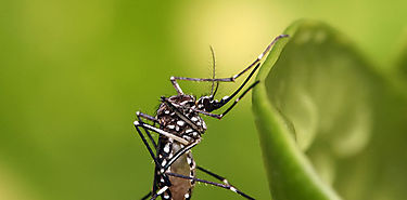 Identifican el gen que atrae a los mosquitos al sudor humano 
