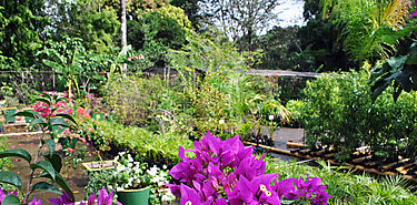 Recomiendan la jardinera para mejorar salud mental