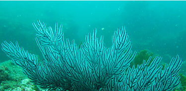 Proteccin de la vida marina prioridad en ONU este ao