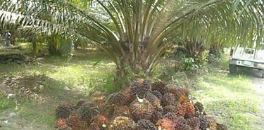 Cmo identificar al aceite de palma en la composicin de los alimentos