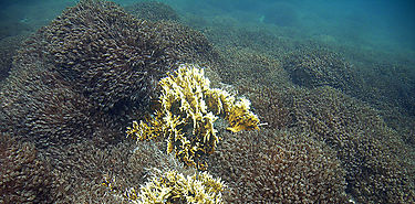 El ocano est cambiando ms ahora que en 10000 aos 