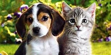 Enamorarse como un animal