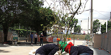 rboles urbanos mueren ms jvenes que los rurales